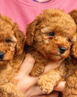 Cuccioli Barboncino nati il 04/12/2025