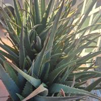 PIANTE DI ALOE VERA NON TRATTATE