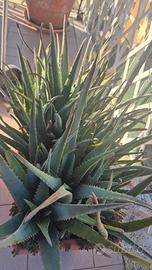PIANTE DI ALOE VERA NON TRATTATE