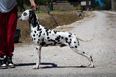 Dalmata con pedigree per monta