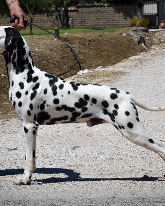 Dalmata con pedigree per monta