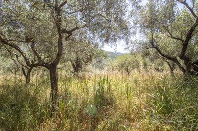 TER. AGRICOLO A MARCELLINA