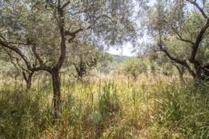 TER. AGRICOLO A MARCELLINA