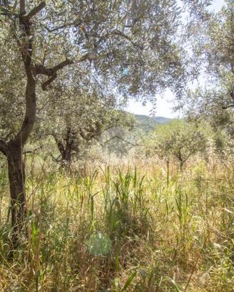 TER. AGRICOLO A MARCELLINA