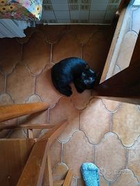 Gattina nera