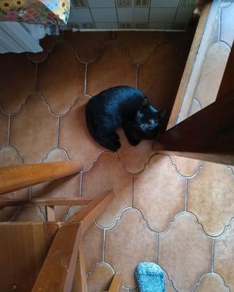 Gattina nera