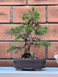 ginepro itoigawa bonsai prima impostazione