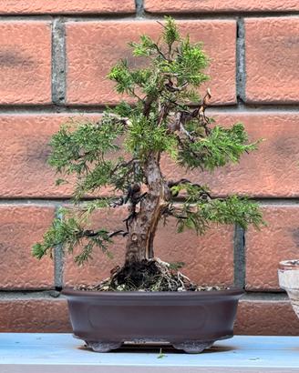 ginepro itoigawa bonsai prima impostazione