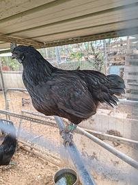 Galline Ornamentali Cemani