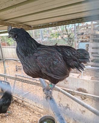 Galline Ornamentali Cemani