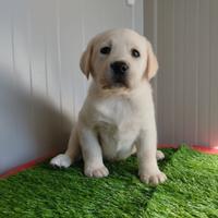 Labrador