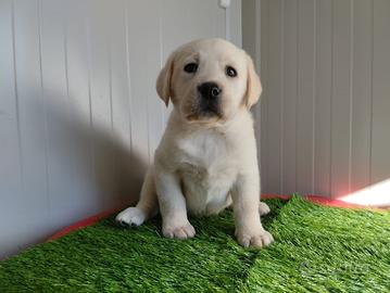 Labrador