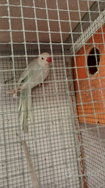 Coppie riproduttive parrocchetti dal collare