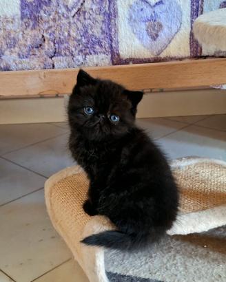 Exotic shorthair 