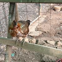 Coppia di galline nane