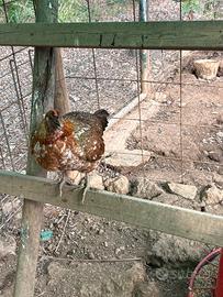 Coppia di galline nane