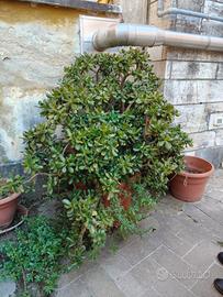 albero di Giada
