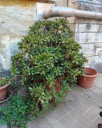 albero di Giada
