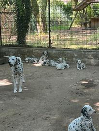 Strepitosa Cucciolata di dalmata con pedigree Enci