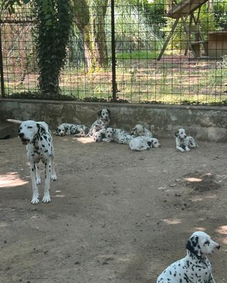 Strepitosa Cucciolata di dalmata con pedigree Enci