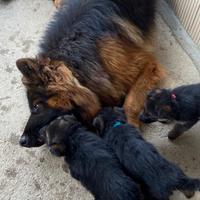 Cuccioli di PASTORE TEDESCO