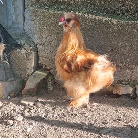Galline moroseta