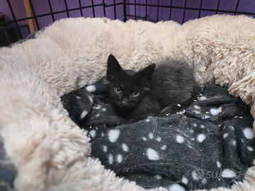Gattino nero 2 mesi
