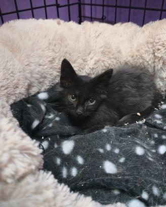 Gattino nero 2 mesi