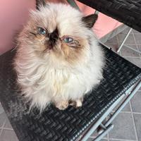 Gatta persiana color point