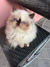 Gatta persiana color point