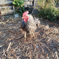 Galline