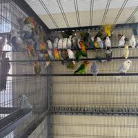 Pappagalli consegna in tutta la sicilia