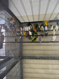 Pappagalli consegna in tutta la sicilia