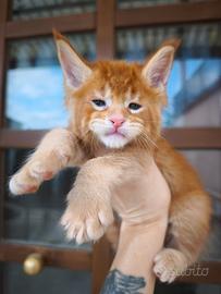 Maine Coon