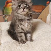 Maine Coon