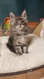 Maine Coon