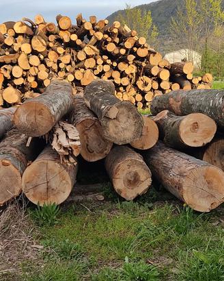 Abbattimento controllato alberi pericolosi