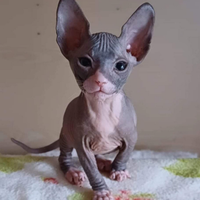Cucciola meravigliosa di don sphynx