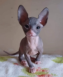 Cucciola meravigliosa di don sphynx