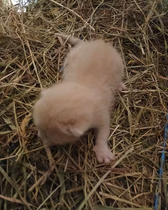 Gattini aspettano una famiglia