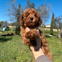 Cucciola Barboncino Toy