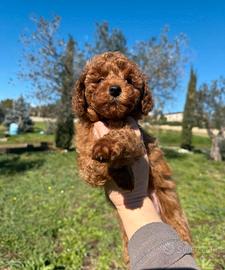 Cucciola Barboncino Toy