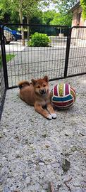 Midori cucciola di Shiba Inu