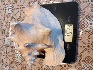 Conchiglia gigante