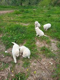 Cuccioli pastore Abbruzzese