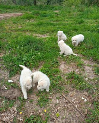 Cuccioli pastore Abbruzzese