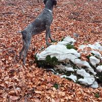 Bracco tedesco kurzar femmina tartufo