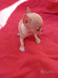 Cuccioli maschi chiuava