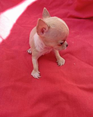 Cuccioli maschi chiuava