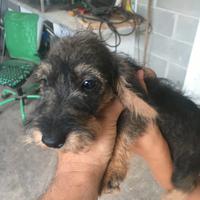 Bassatto nano a pelo duro